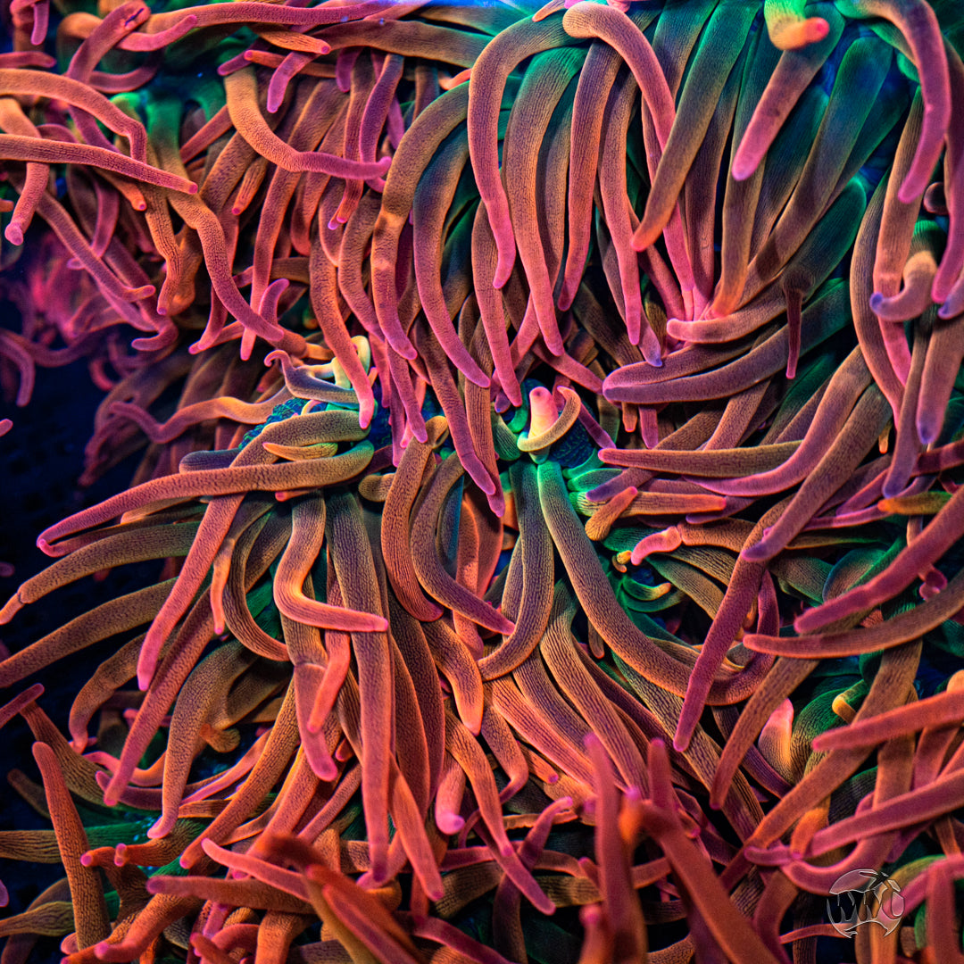 Rainbow Bubble Anemone