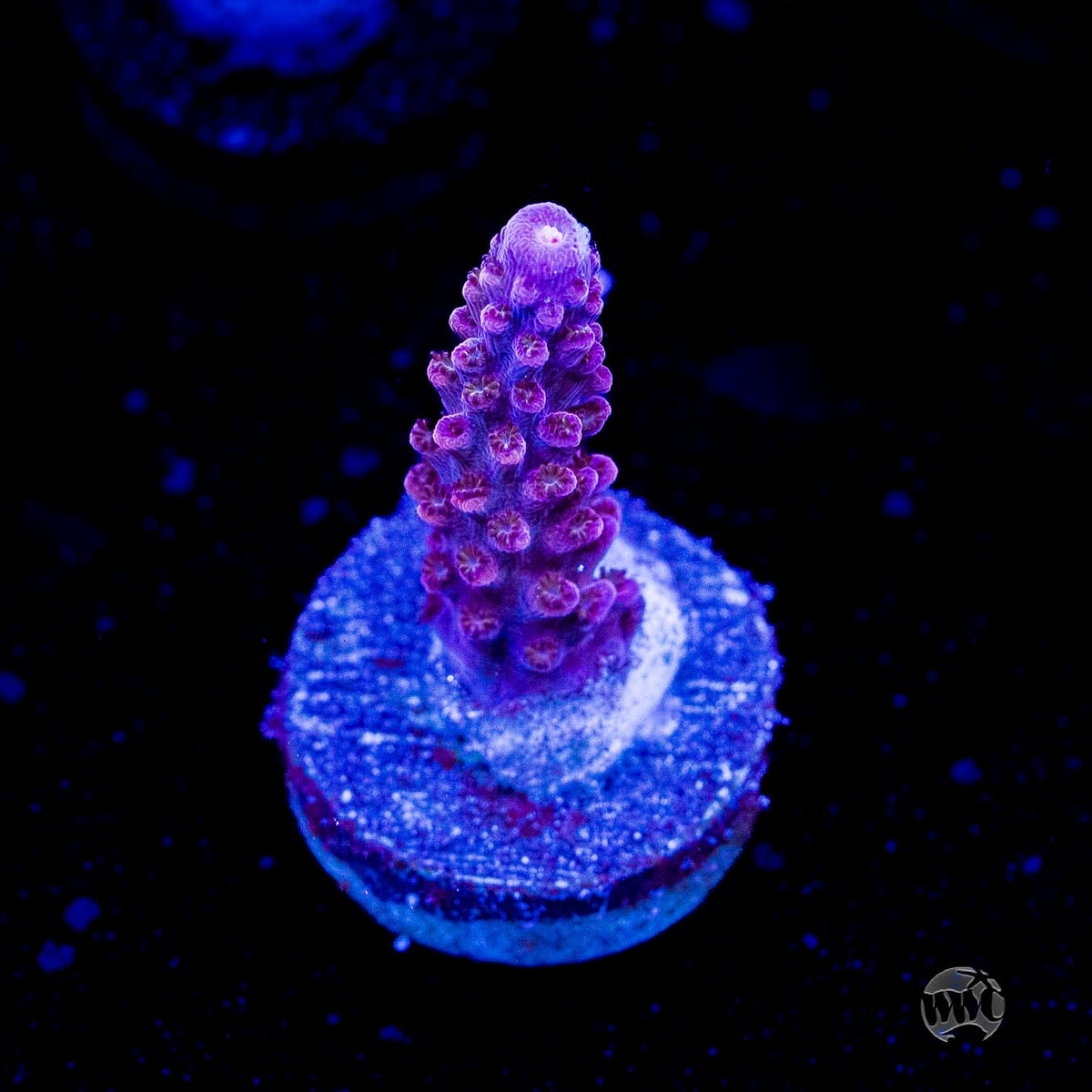WWC Spyroz Stag Acropora