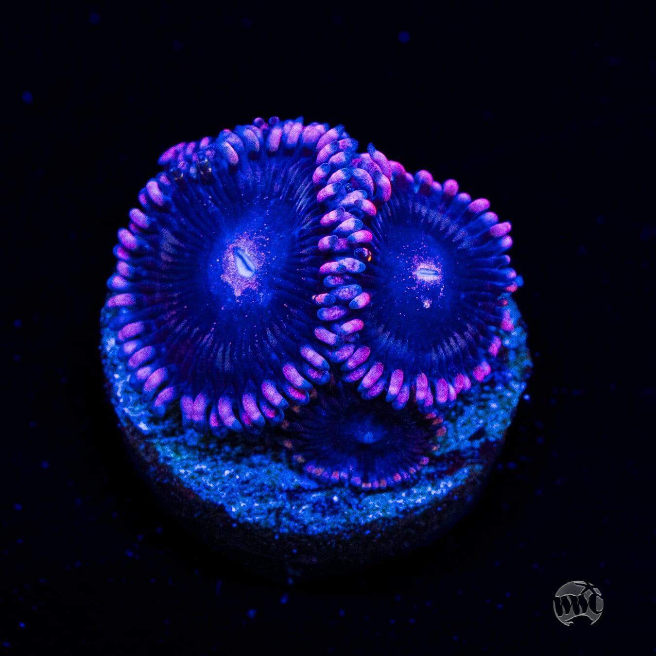 WWC Laffy Taffy Zoanthids