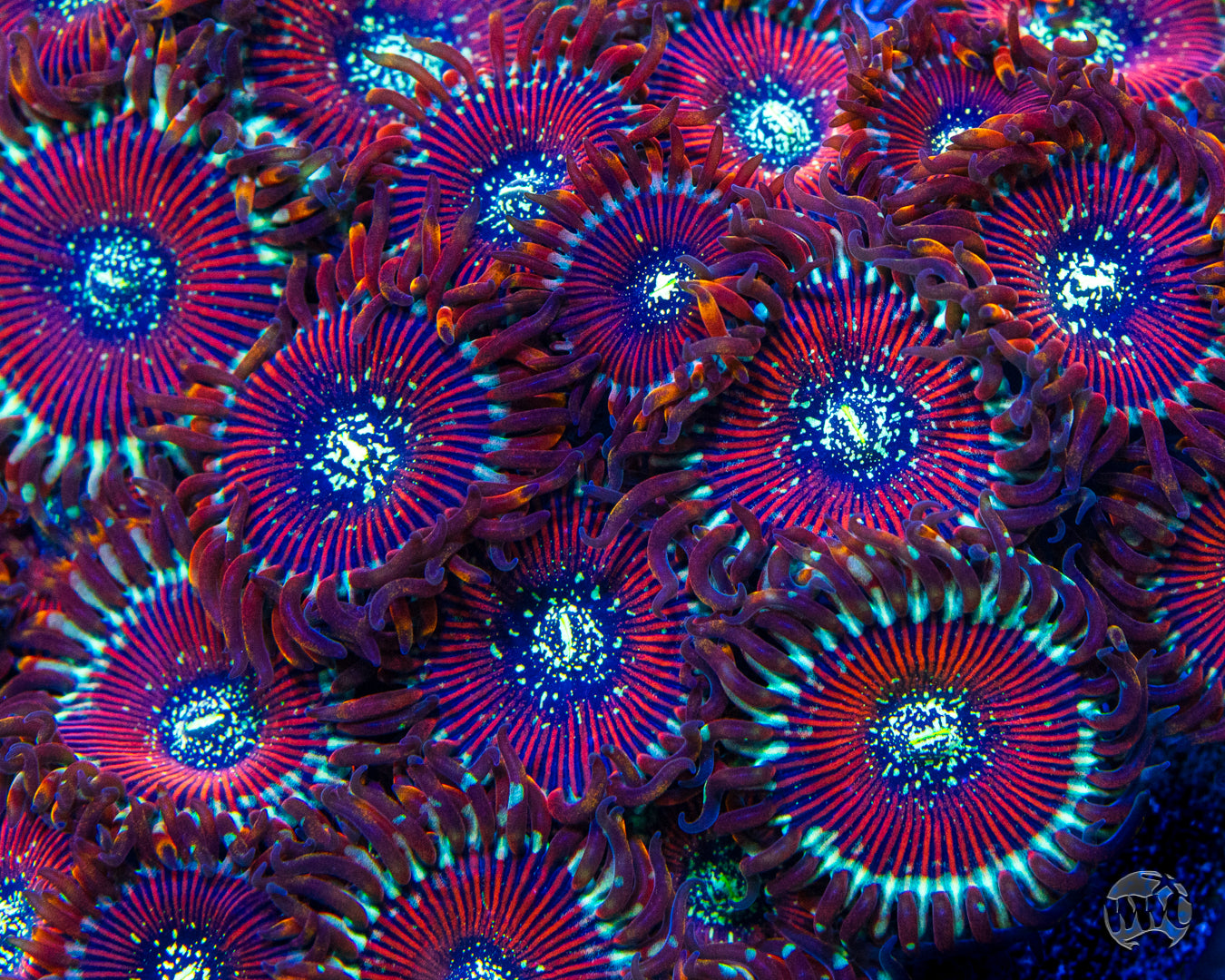 Magicians Zoanthids