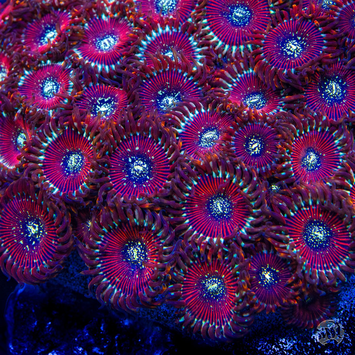 Magicians Zoanthids