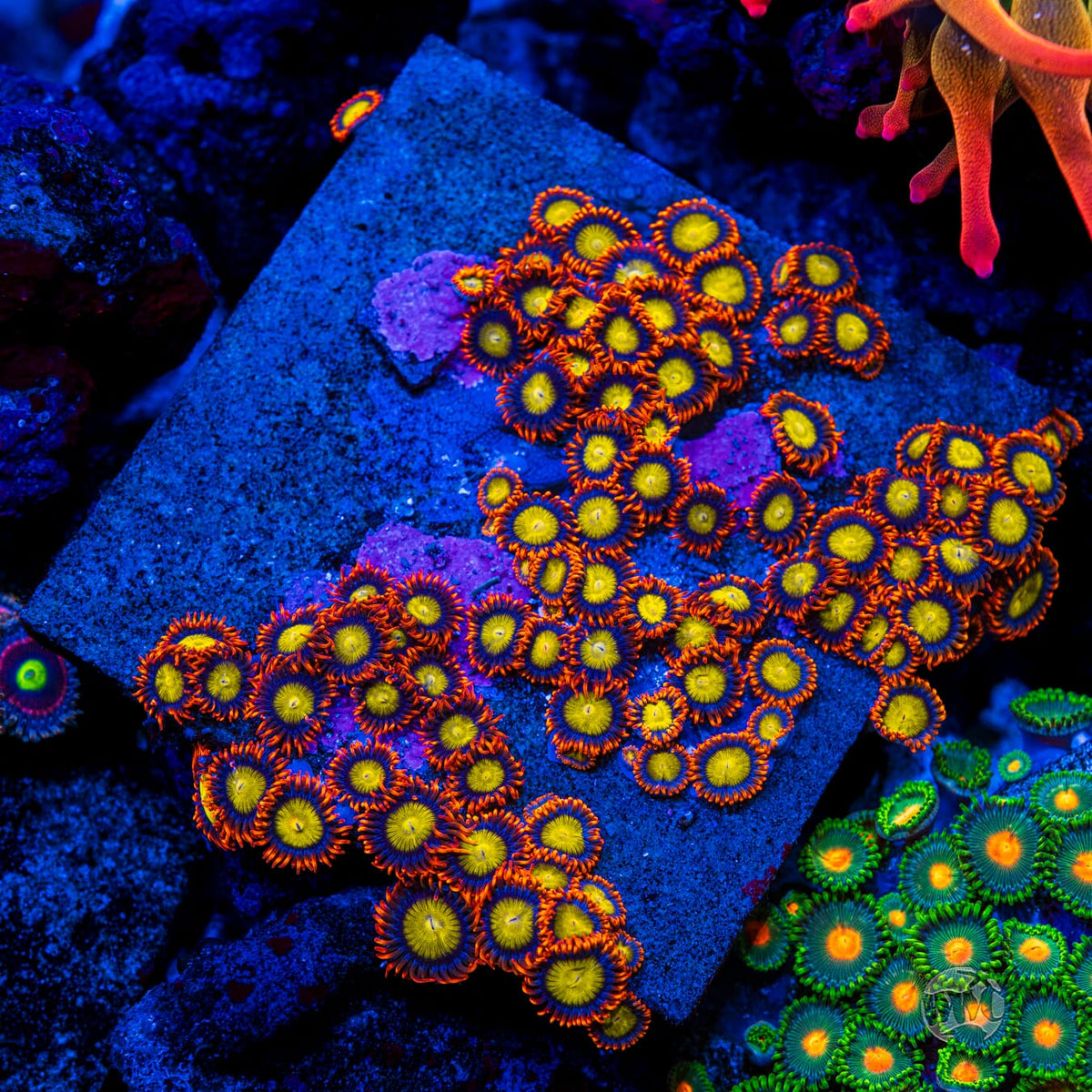 Mandarin Orange Zoanthids - Mother Colony