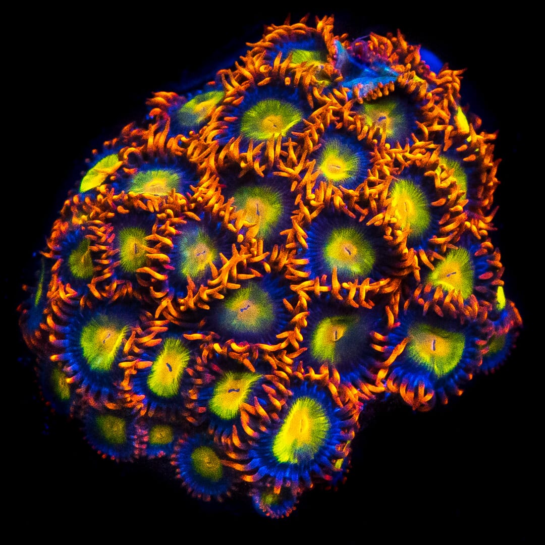Mandarin Orange Zoanthids