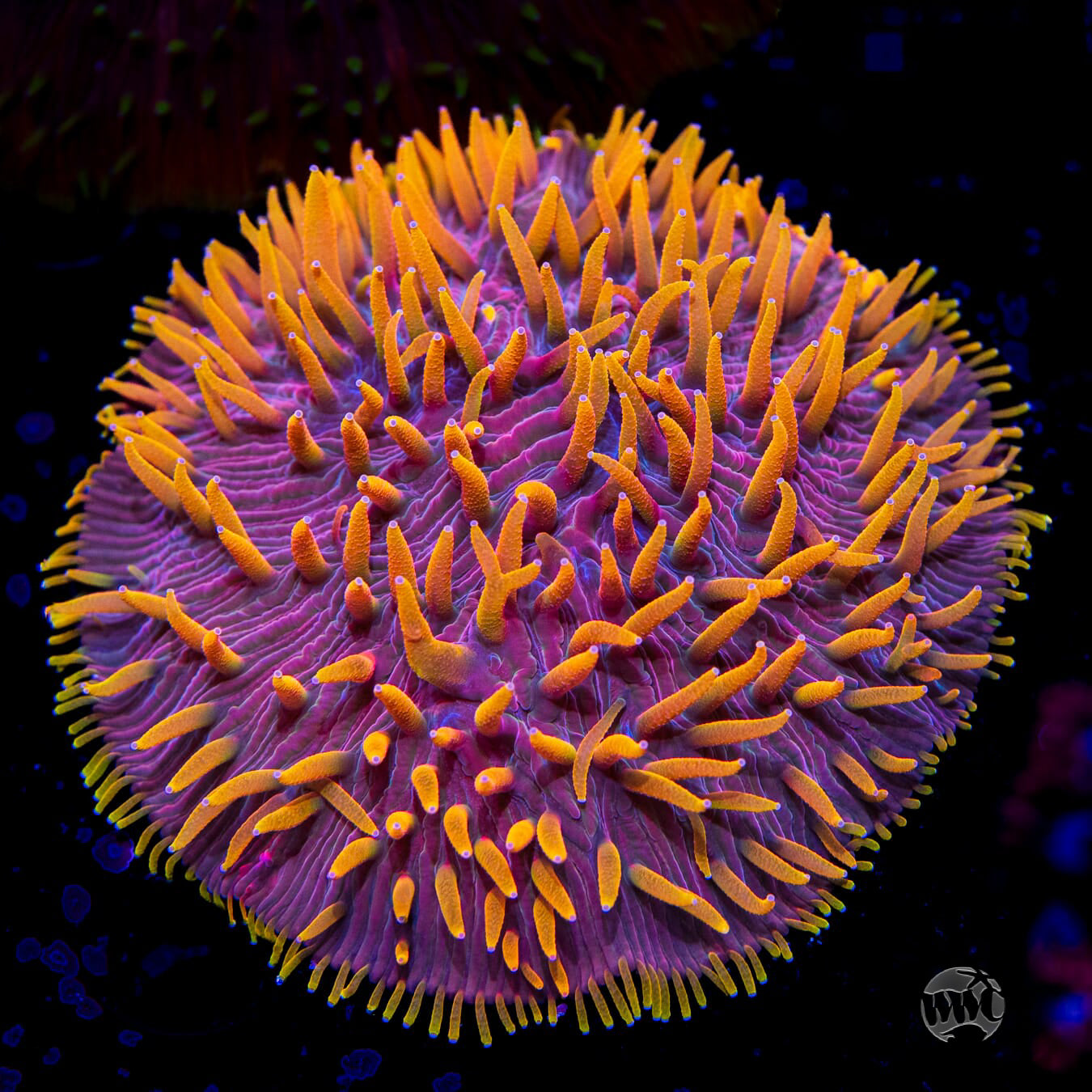 Martian Thunderstorm Diaseris Plate