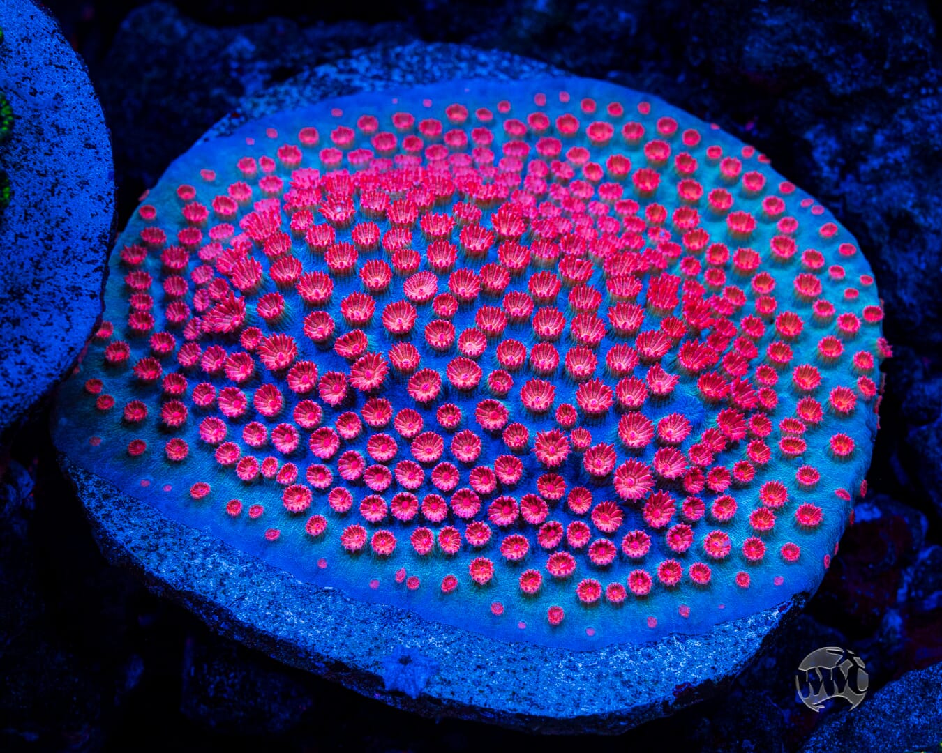 Meteor Shower Cyphastrea