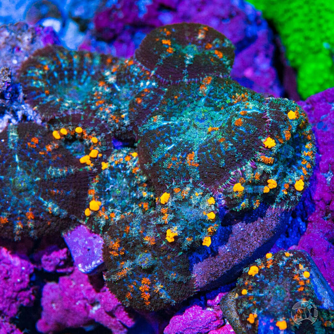 Moonfire Bounce Mushroom - Mother Colony