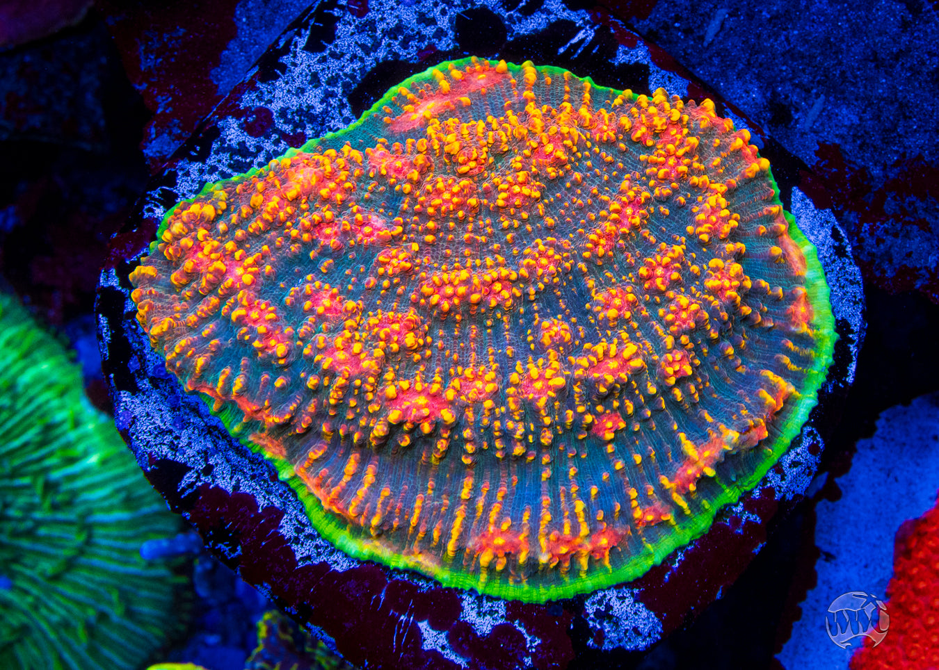 WWC Mountain Dew Chalice