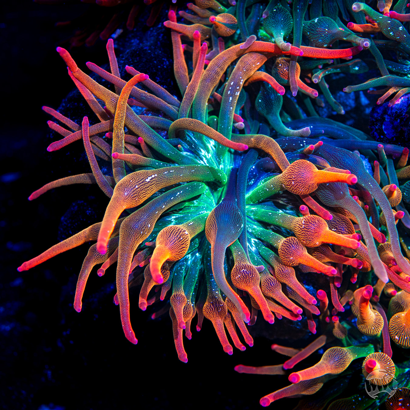 Nexus Bubble Anemone