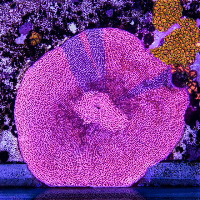 Jason Fox Mean Streak Montipora - Mother Colony
