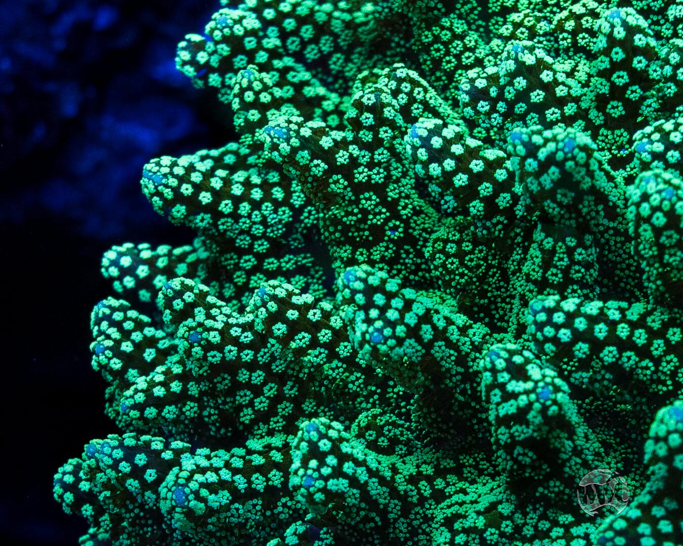 ORA Neon Birdsnest Coral
