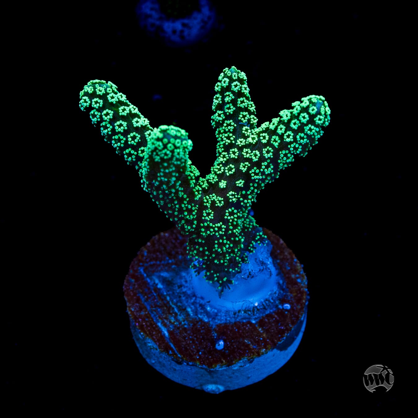 ORA Neon Birdsnest Coral