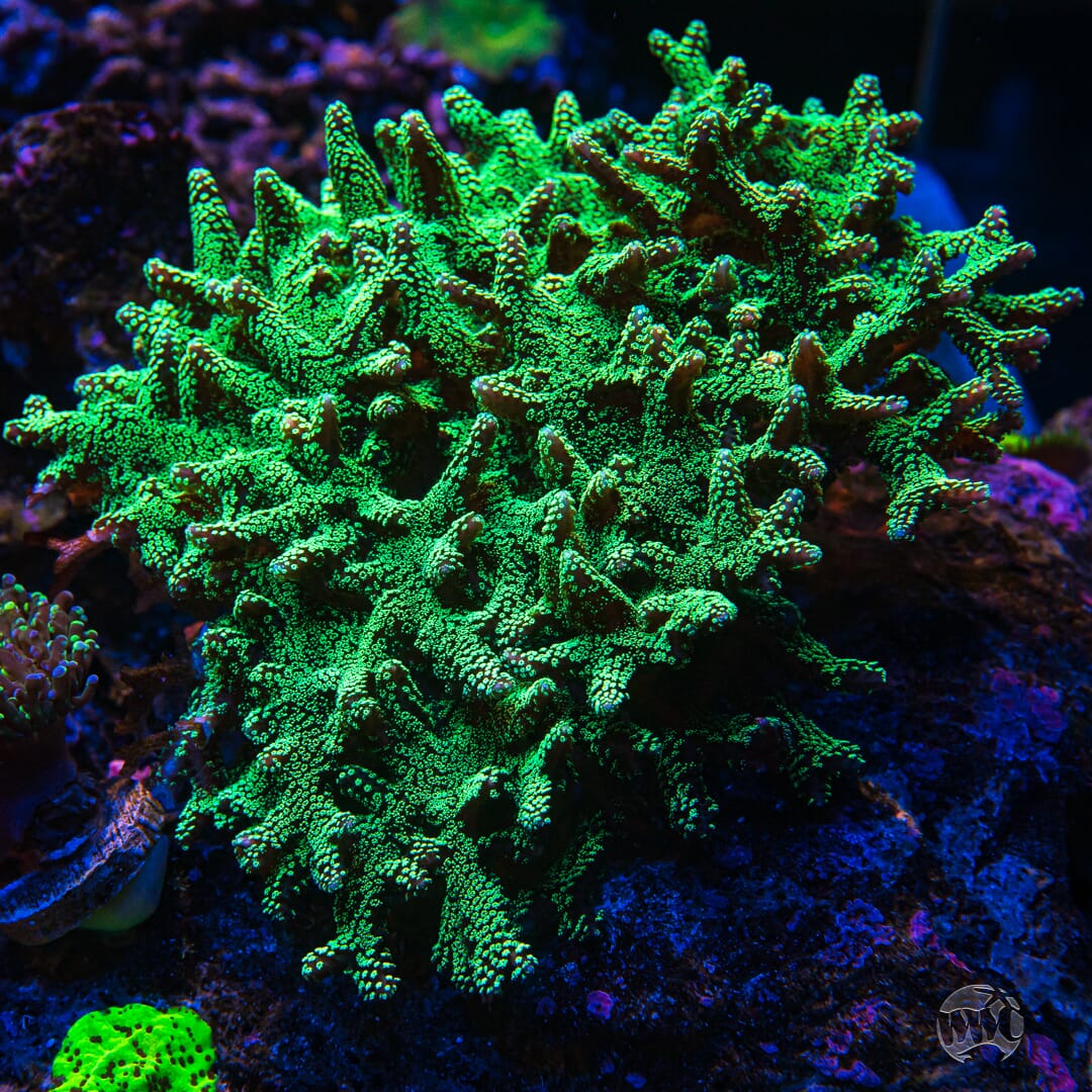 ORA Neon Birdsnest - Mother Colony Photo