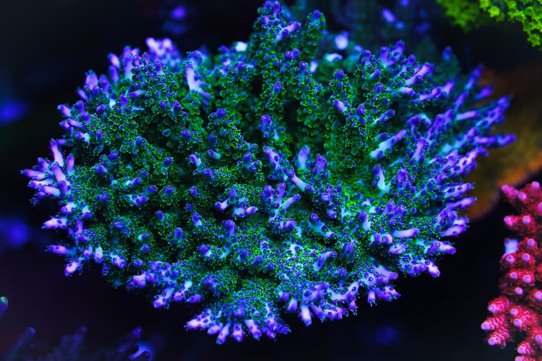 ORA Pearlberry Acropora - Mother Colony
