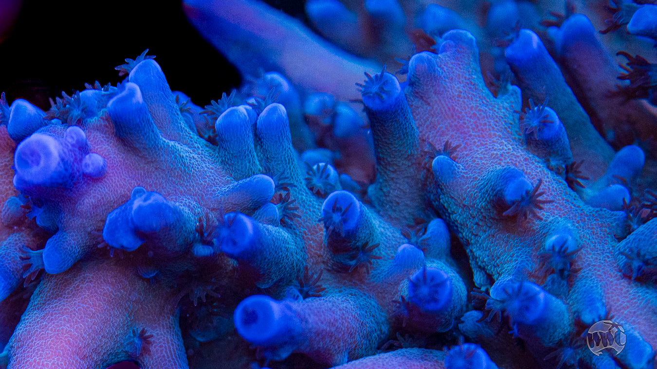 Oregon Tort Acropora