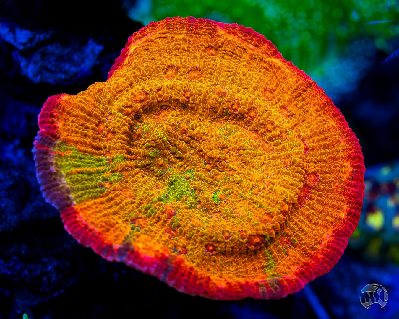 POTO Rainbow Peacock Chalice - Mother Colony