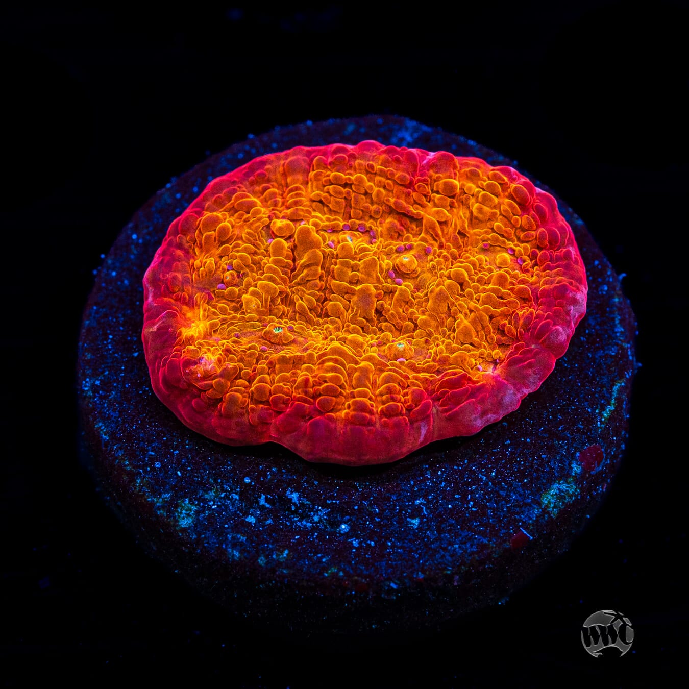 POTO Rainbow Peacock Chalice Coral