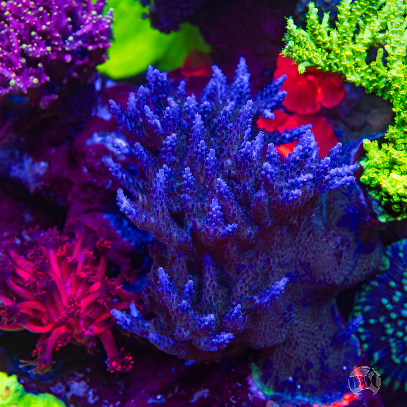 Paletta Blue Acropora