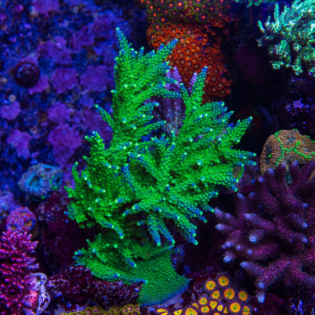 Paletta Tricolor Acropora - Mother Colony Photo