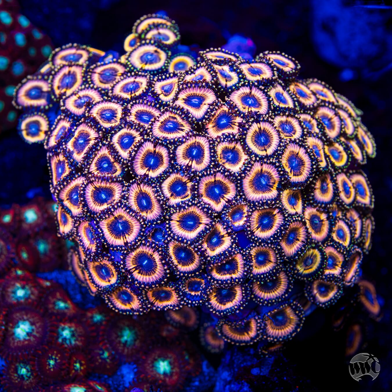 Petroglyph Zoanthids - Mother Colony
