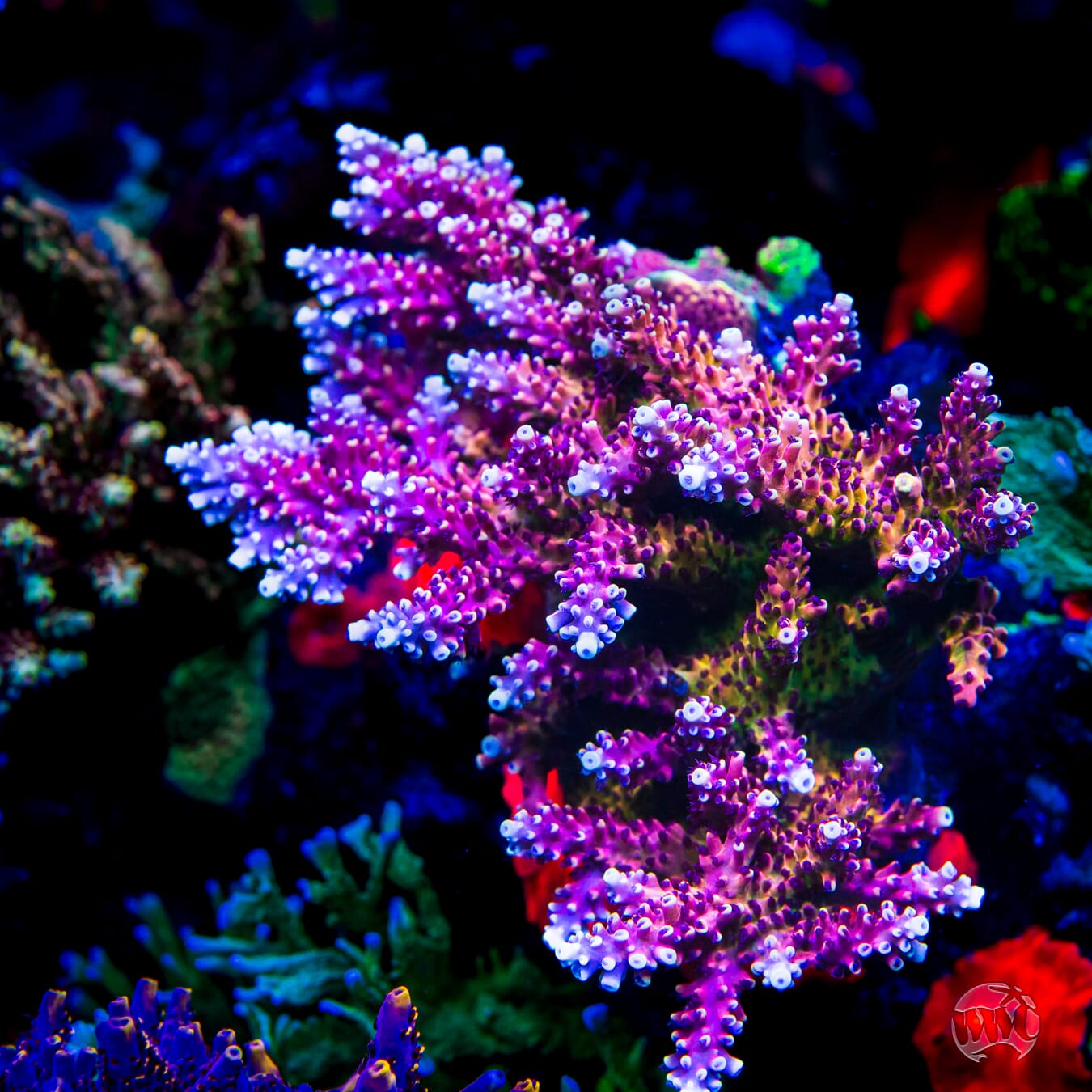 Pink Cadillac Acropora