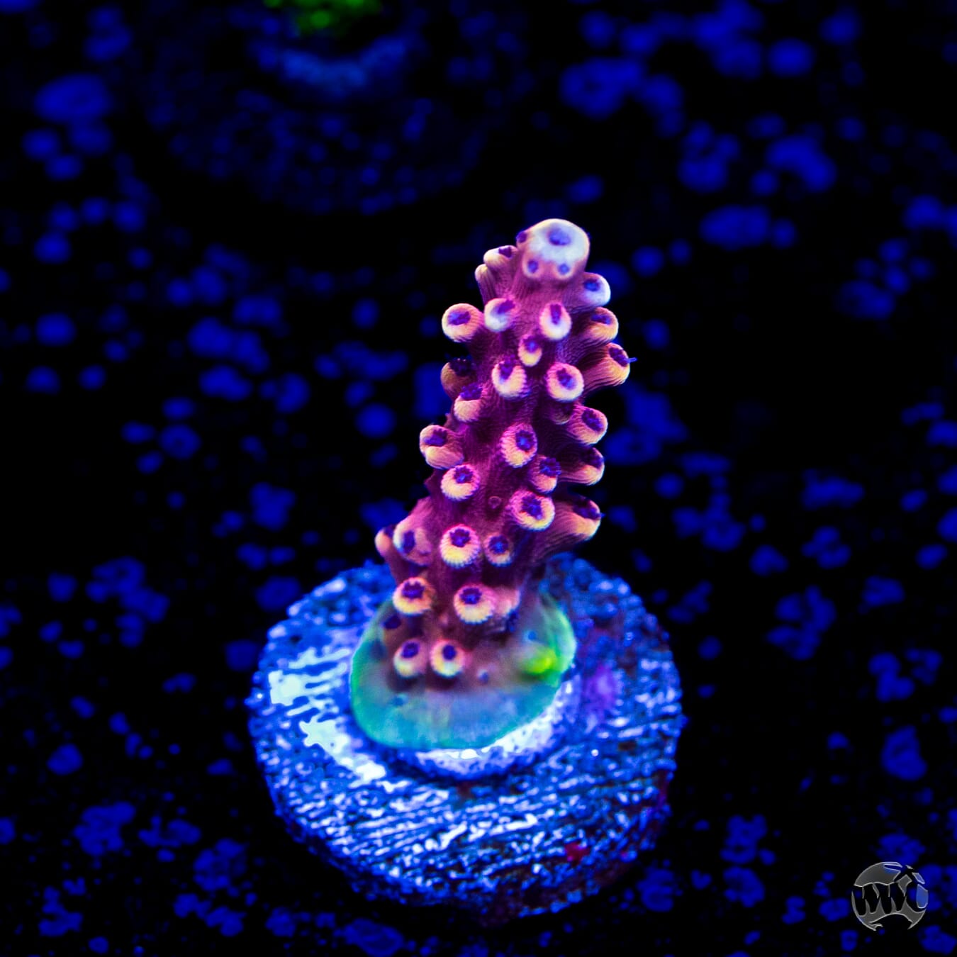 Pink Cadillac Acropora