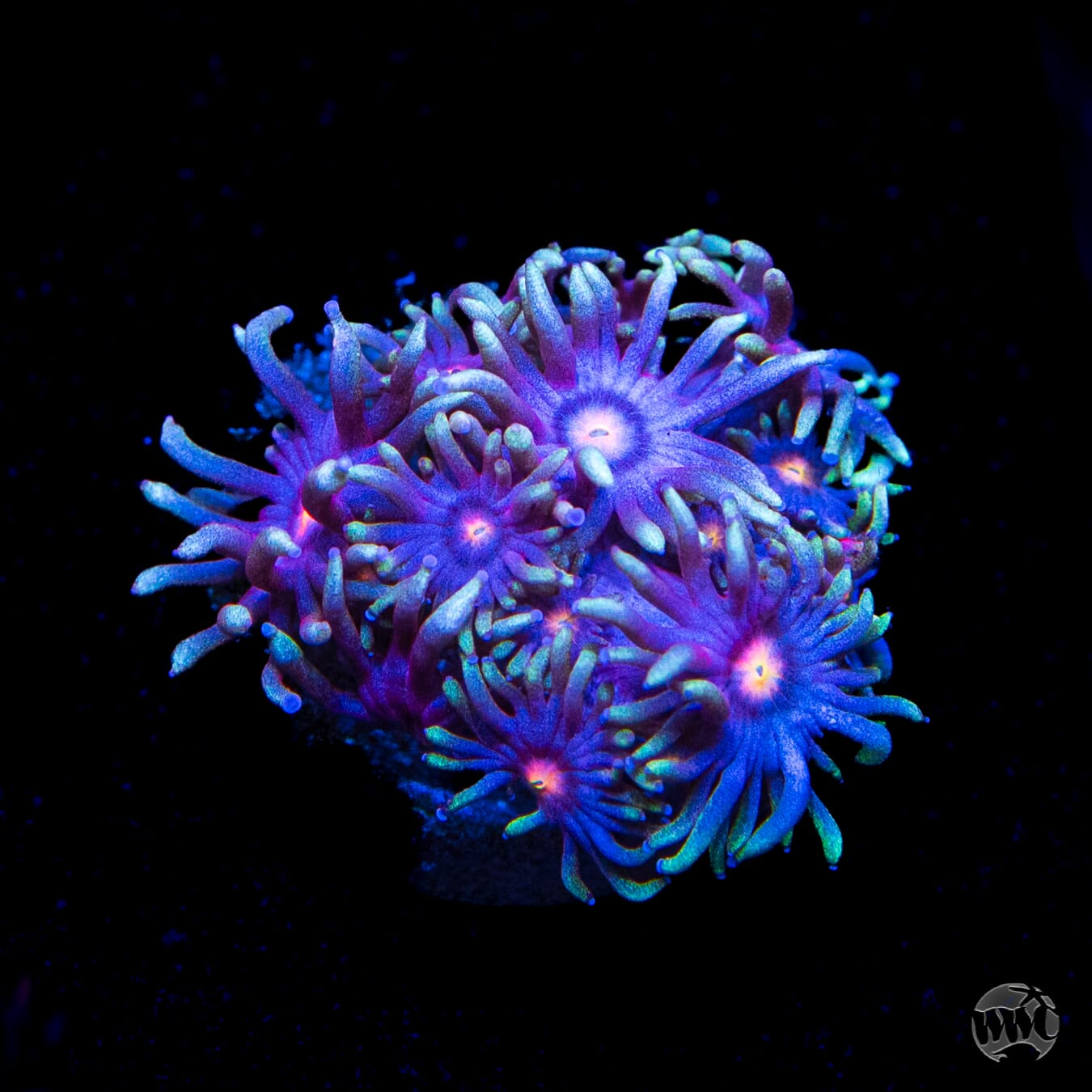 Purple Parrot Goniopora
