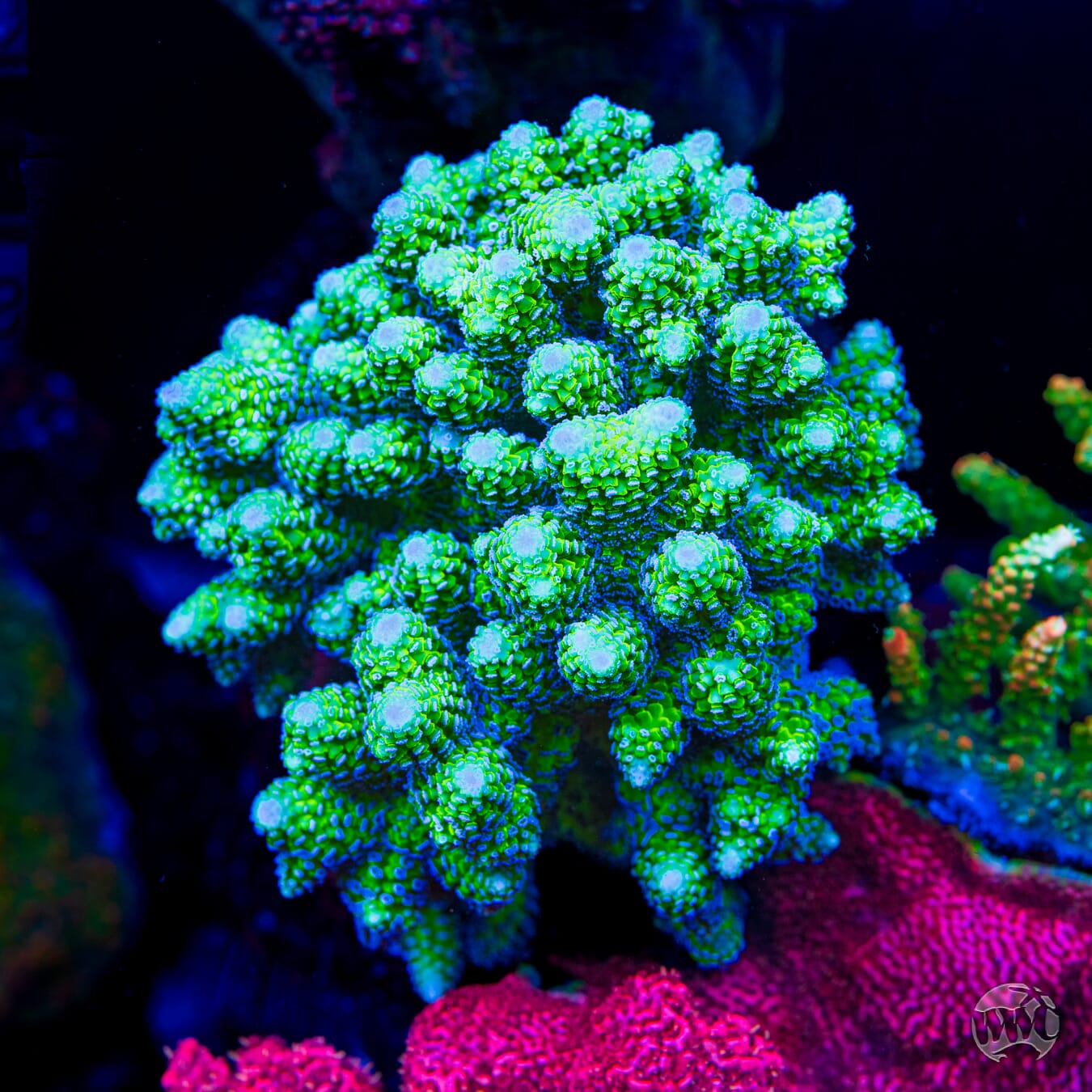 R66 Queensland Sizzler Birdsnest Coral