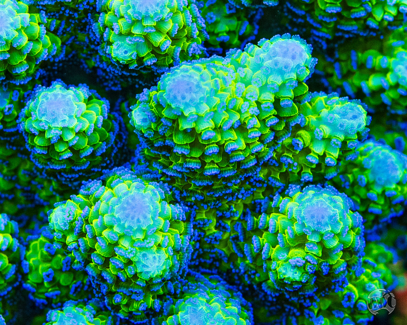 R66 Queensland Sizzler Birdsnest Coral