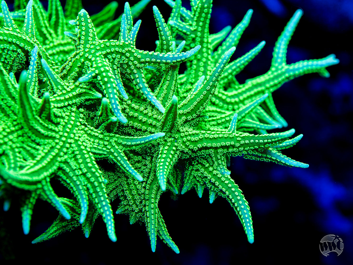 RF Jade Dragon Birdsnest Coral