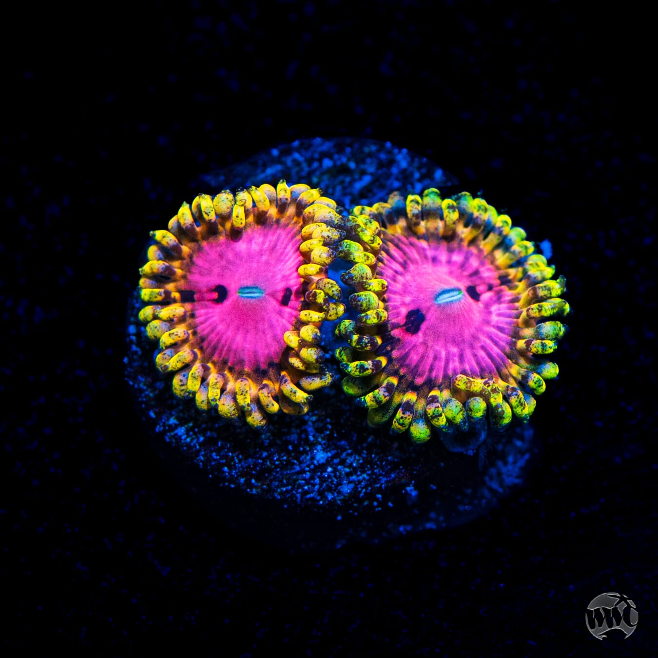 RR Pink Diamond Zoanthids
