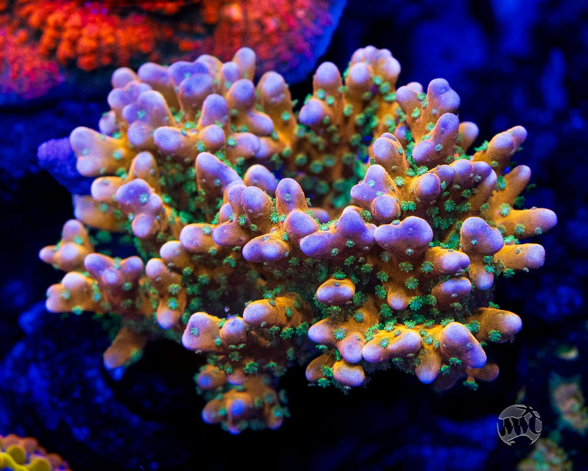 RR Tropicana Anacropora - Mother Colony