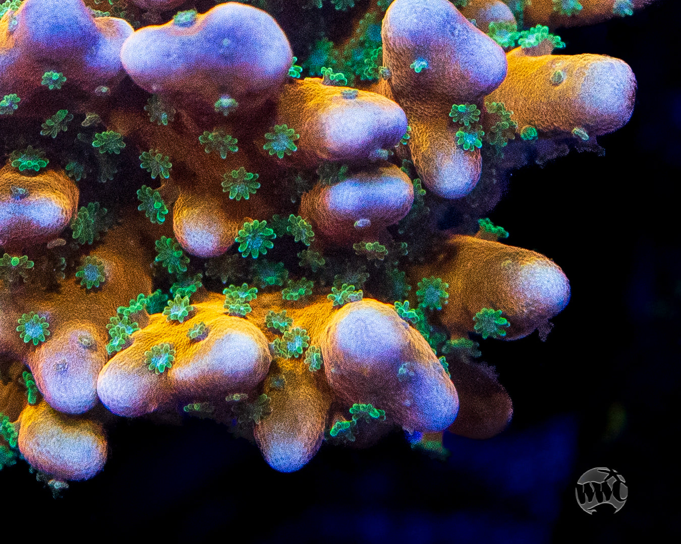 RR Tropicana Anacropora