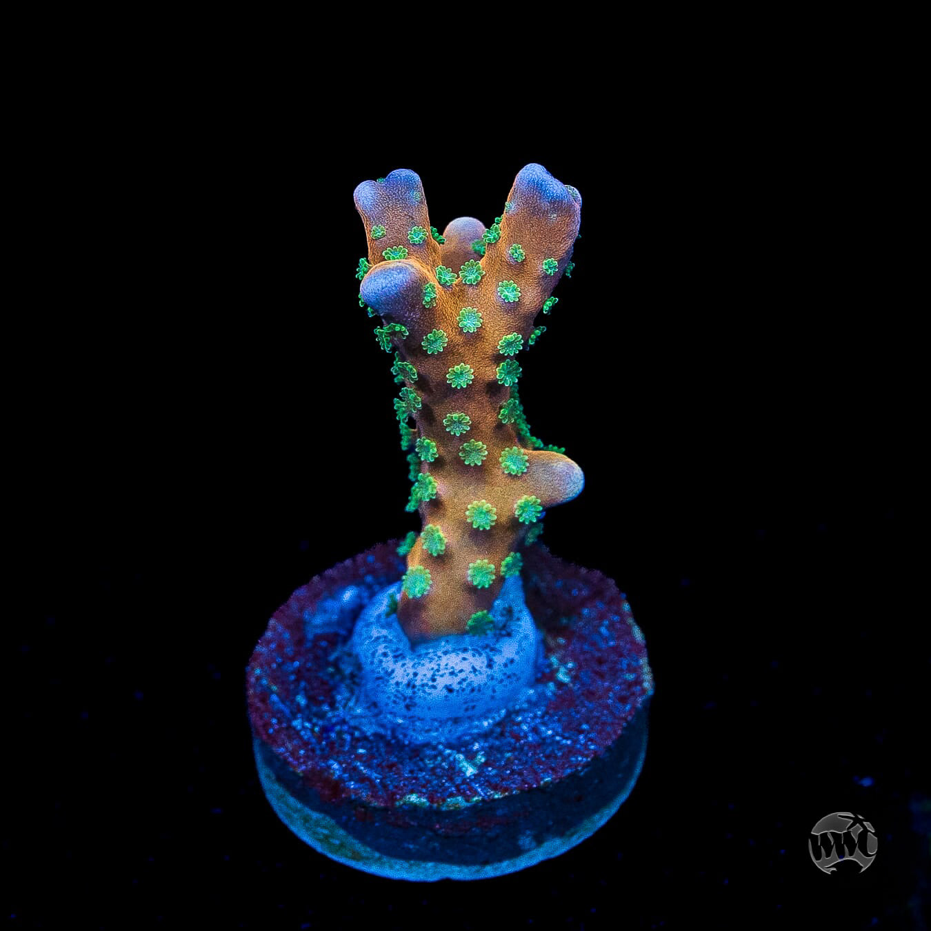 RR Tropicana Anacropora