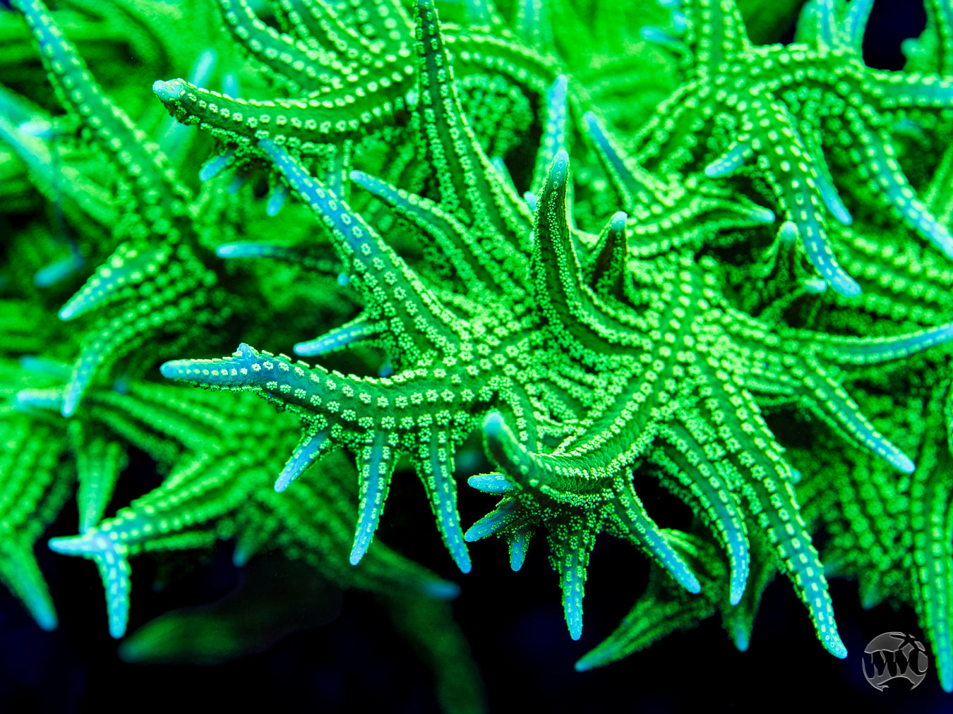 RW Jade Dragon Birdsnest Coral