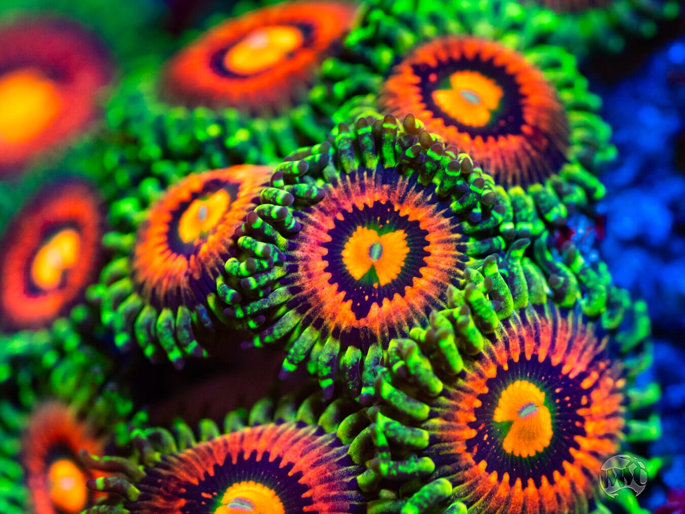 Rainbow Incinerator Zoanthid - Mother Colony Photo