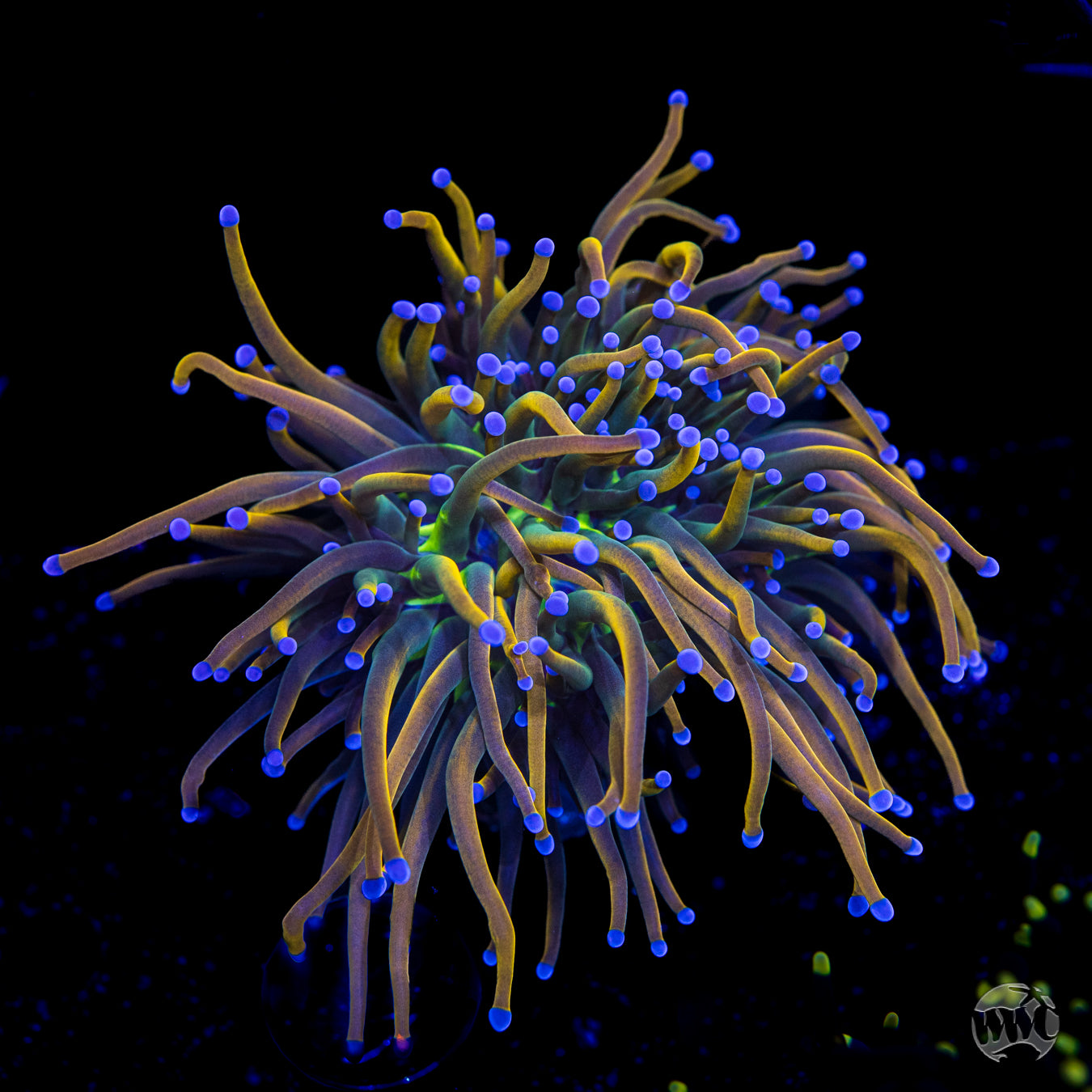 Rapunzel Torch Coral