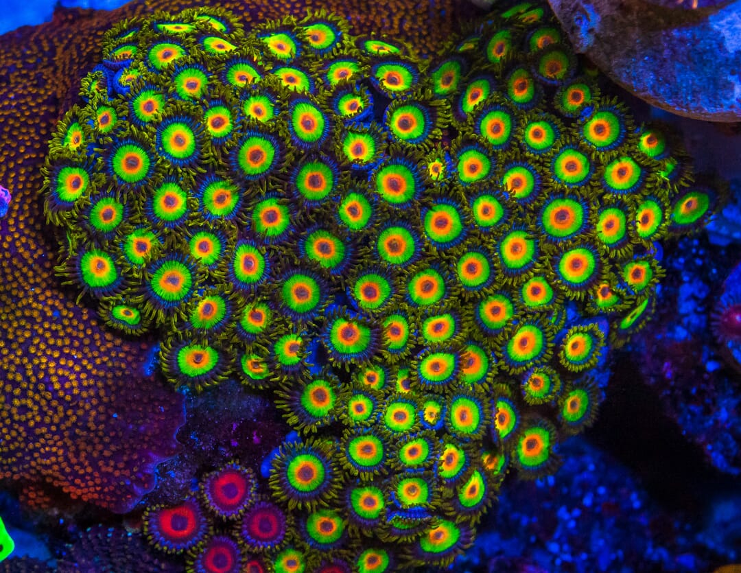 Rasta Zoanthids - Mother Colony Photo