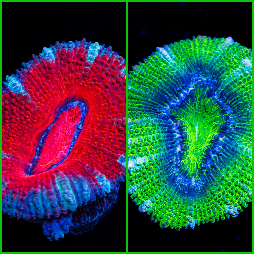 Red and Green Aussie Lord SPECIAL!