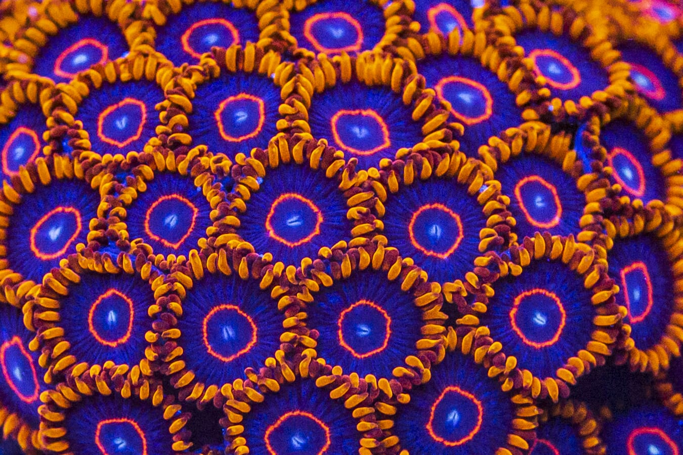 Red Hornet Zoanthids - Mother Colony Photo