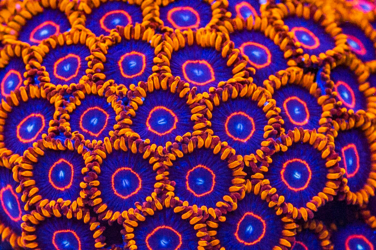 Red Hornet Zoanthids - Mother Colony