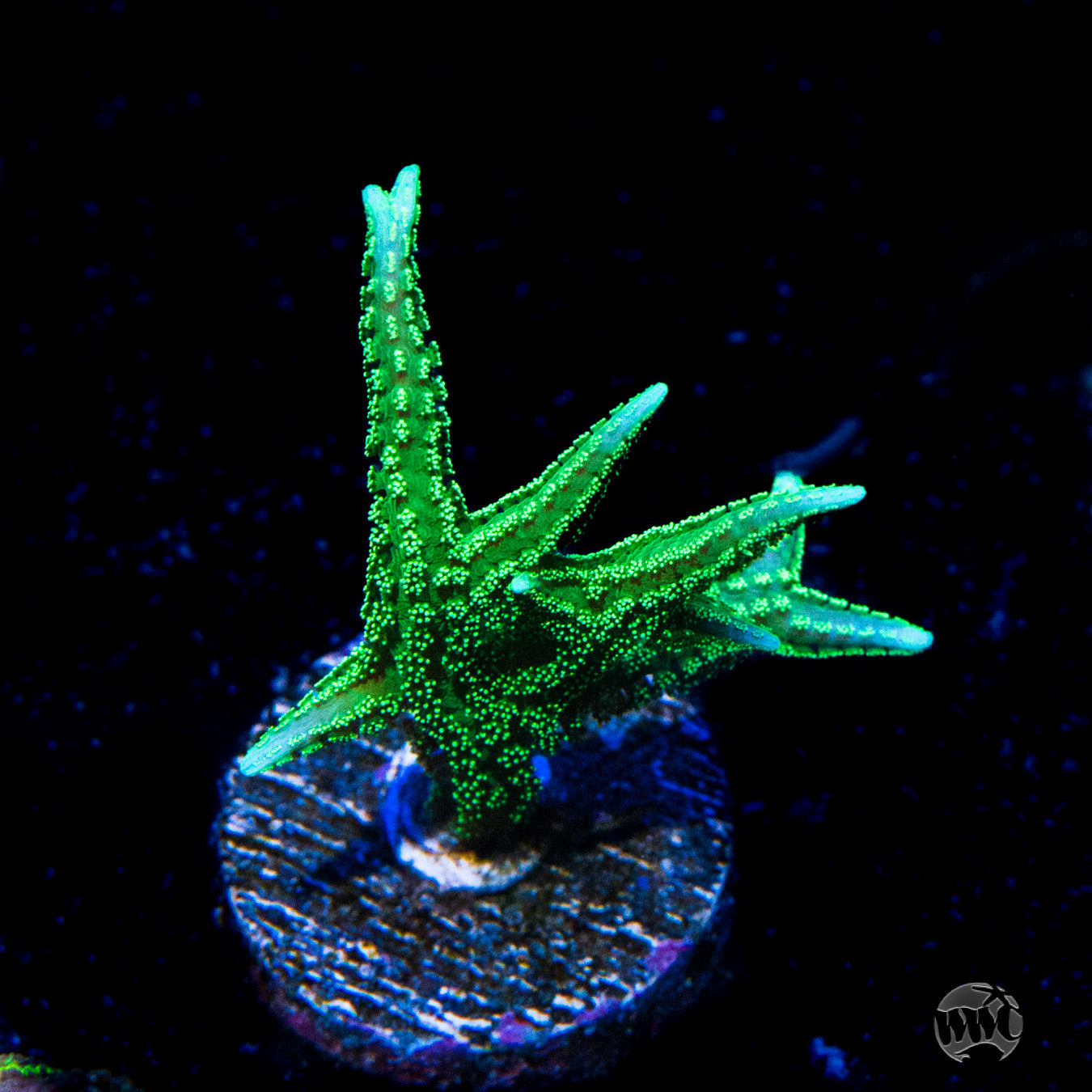 RW Jade Dragon Birdsnest Coral