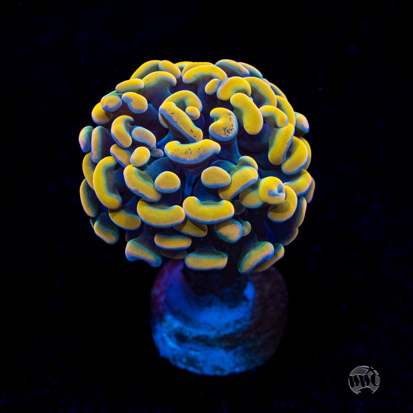 Gold Branching Hammer Coral