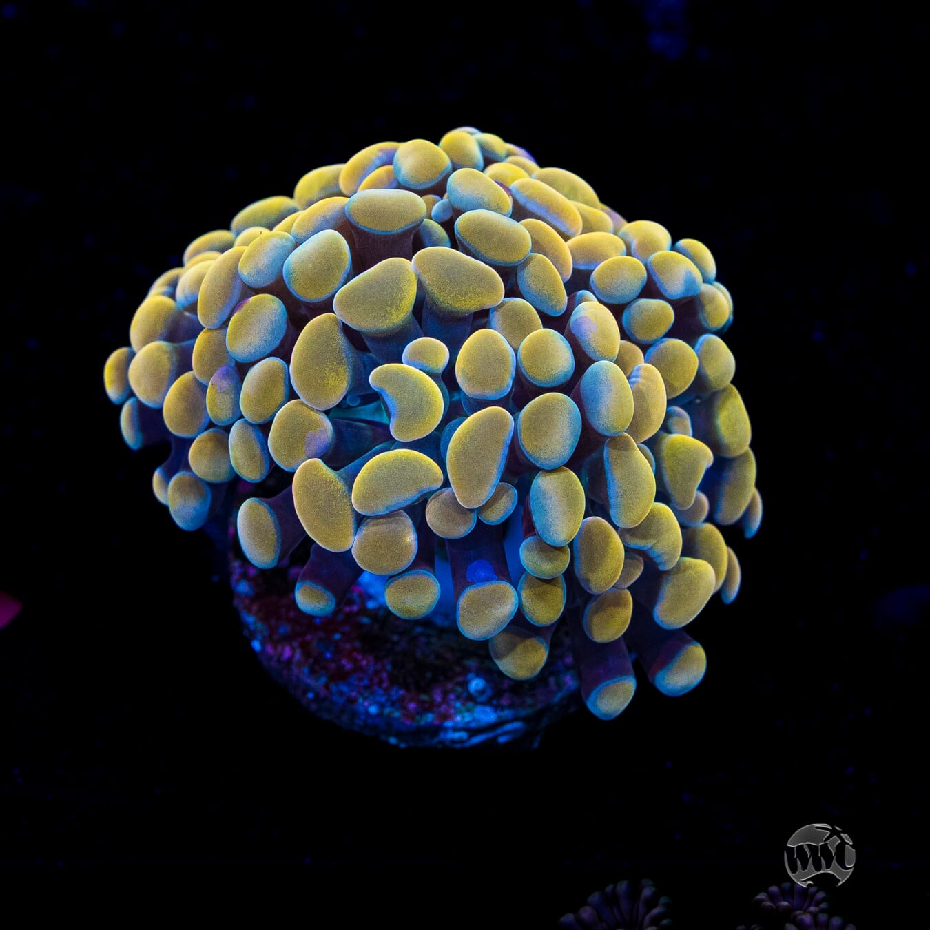 Gold Branching Hammer Coral