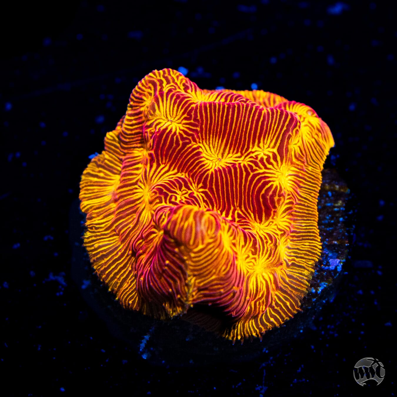 Jason Fox Lethal Leptoseris