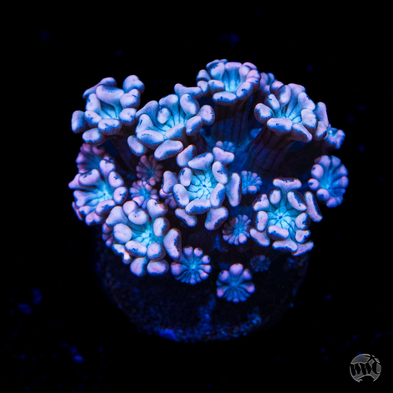 I Love Lavender Alveopora Coral