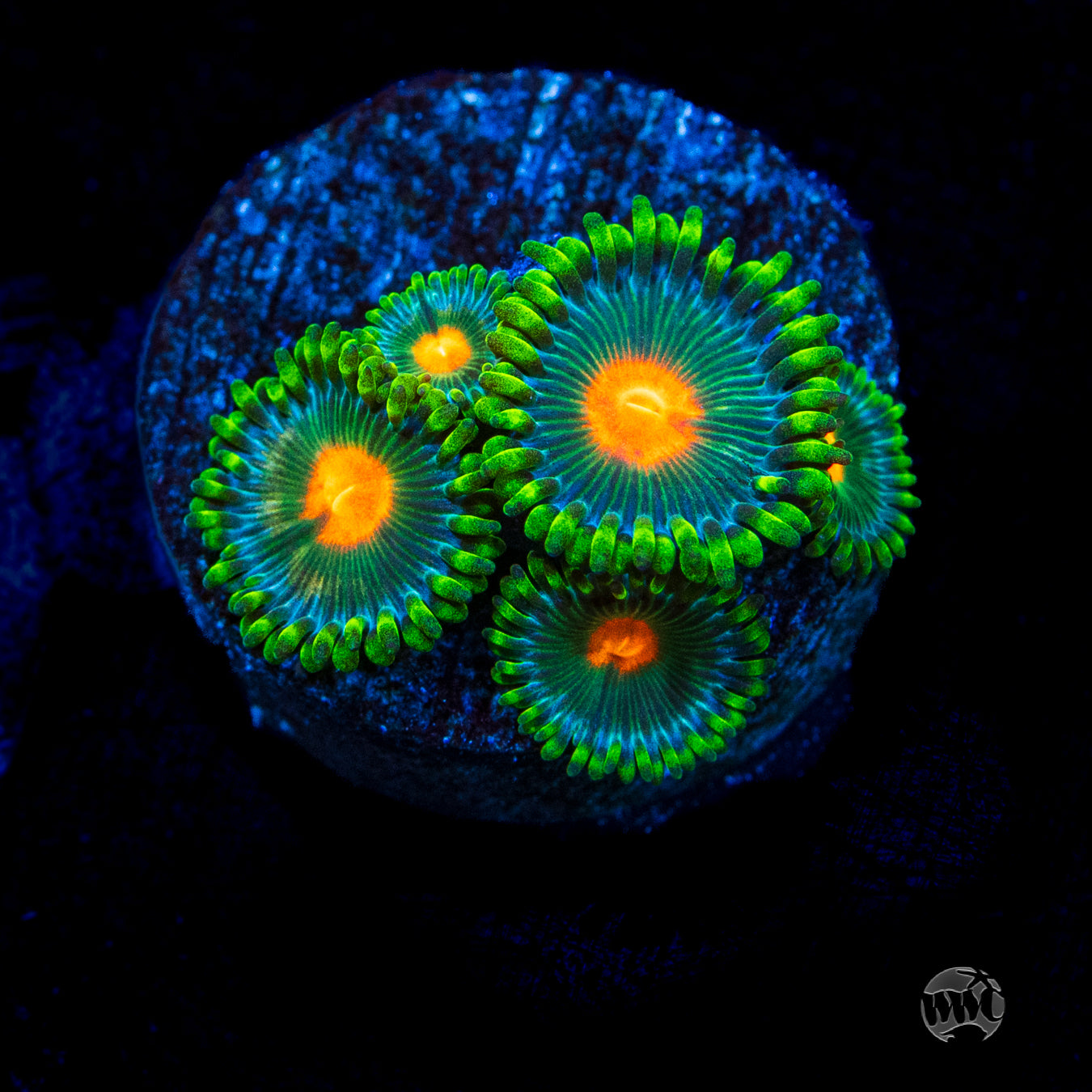 WWC Campfire Zoanthids