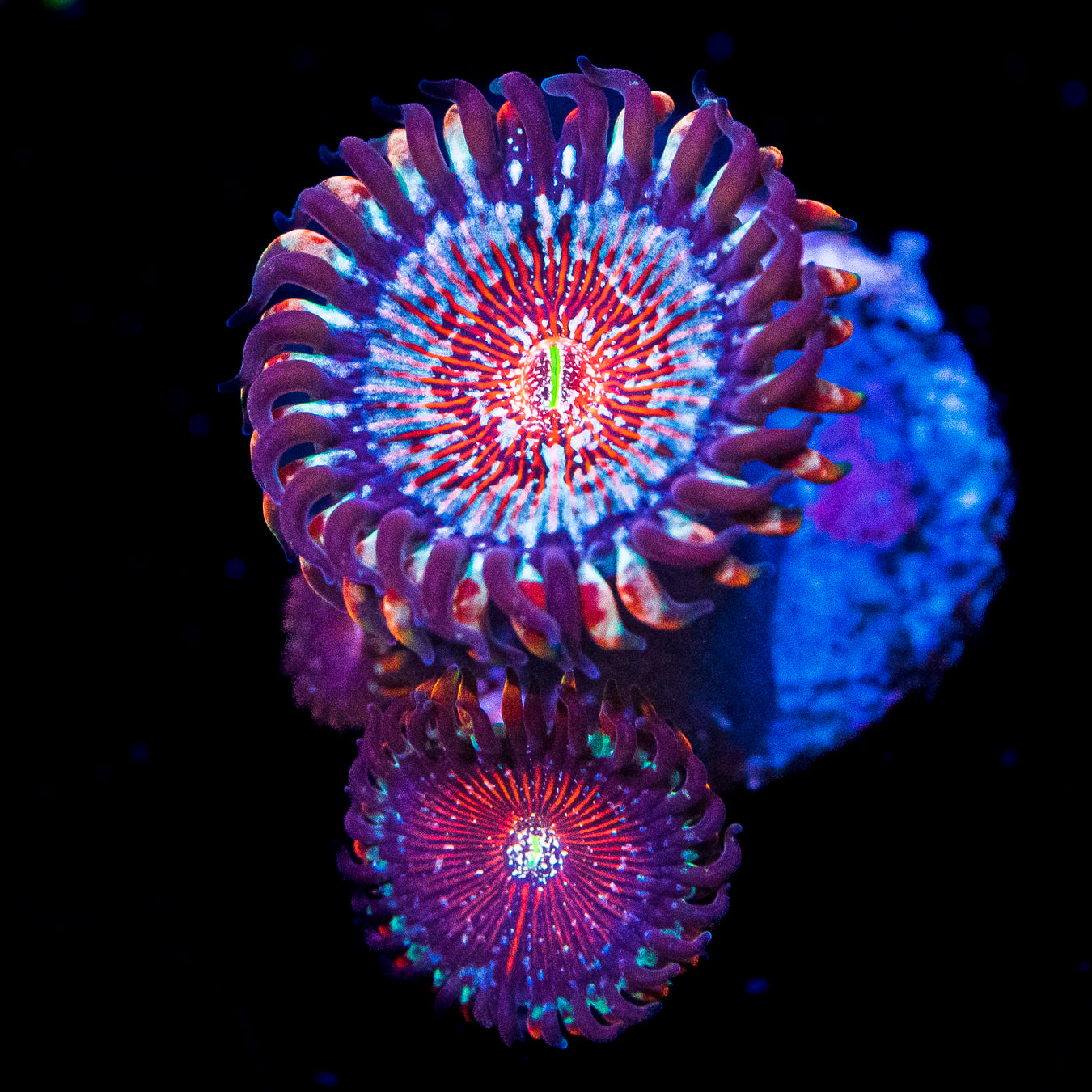 worldwidecorals.com