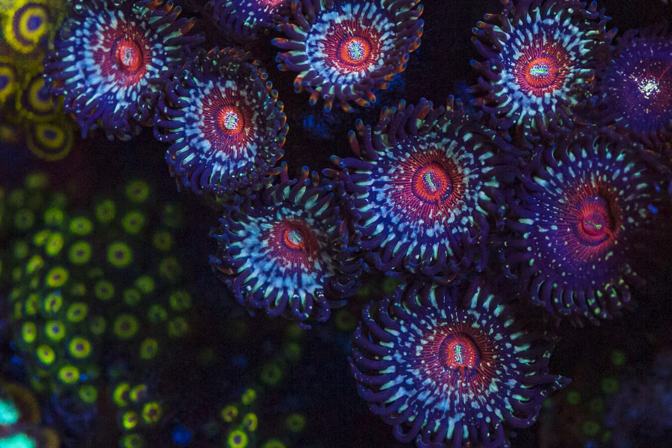 Salted Agaves Zoanthids