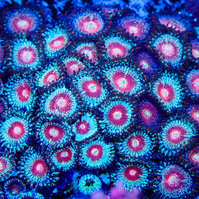 Salted Agave Zoanthids - Mother Colony Photo