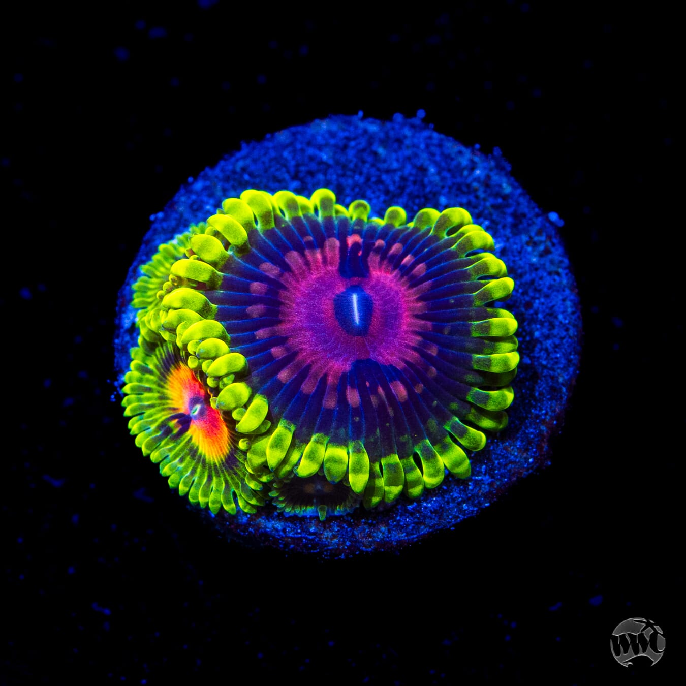 Scarlet Fever Zoanthids